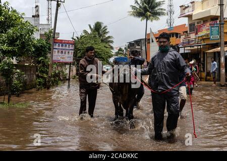 Kolhapur, Maharashtra, India. 6 agosto 2020. Il distretto di Kolhapur è di nuovo sul bordo dell'inondazione nel secondo anno consecutivo. Kolhapur si trova nel sud del Maharashtra, stati occidentali dell'India. Il fiume principale Panchganga ha attraversato il suo livello di pericolo di cibo 42.5 piedi. Le dighe del distretto di Kolhapur si stanno aprendo con lo scarico dell'acqua in eccesso che causa il pericolo di acqua sul lungofiume. Gli abitanti di Ambewadi si stanno spostando verso campi di rifugio con il loro bestiame. Ambewadi e Chikhali sono i villaggi che sono stati colpiti più duramente l'alluvione dell'anno scorso. Gli abitanti del villaggio hanno iniziato la migrazione con il loro bestiame nel tempo. Credito: Foto Stock