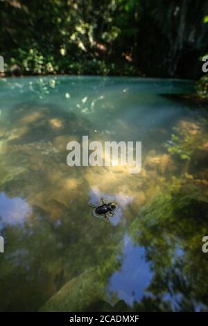 Bug in acqua a Krupajsko Vrelo (le sorgenti di Krupaj) in Serbia, bella sorgente d'acqua con cascate e grotte. Acqua blu chiaro di guarigione. Foto Stock