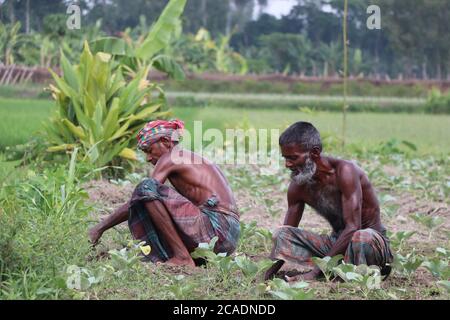 Due lavoratori asiatici (lavoratori giornalieri) che lavorano (svezzando) su un campo di cavolfiore in una zona rurale di Bogura, Bangladesh Foto Stock