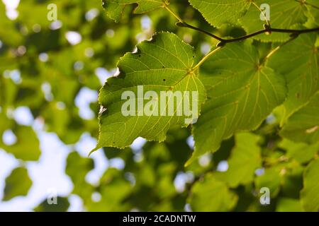 foglie di faggio alla luce del sole Foto Stock