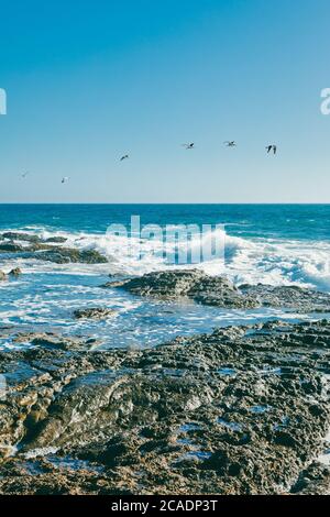 Gabbiani che volano sulle onde infrangenti a Baja, Messico. Foto Stock