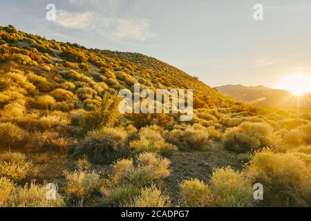 Tramonto su arbusti vicino al lago Mono nella California settentrionale. Foto Stock