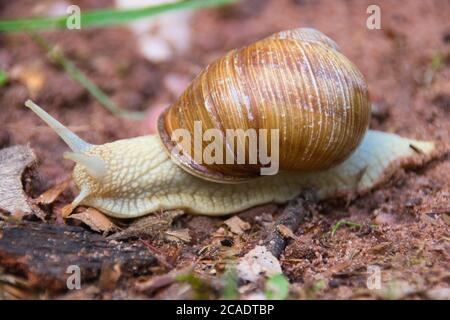 vigna lumaca sulla strada attraverso la foresta Foto Stock