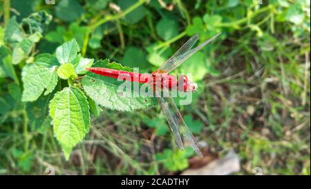 Bella Dragonfly rossa su foglia verde Foto Stock