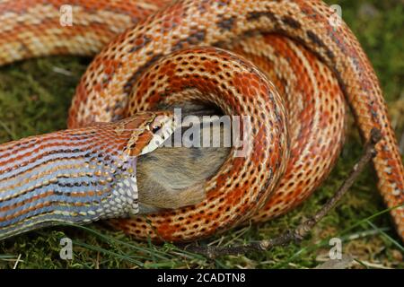 Il serpente di mais (Pantherophis guttatus), mangiando il chipmunk orientale trovato morto e offerto al serpente prigioniero, nativo agli Stati Uniti orientali Foto Stock