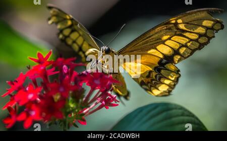 Macro di una farfalla gialla su un fiore rosa Foto Stock