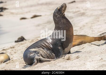 Galapagos Leone di mare in sabbia sdraiato sulla spiaggia Foto Stock