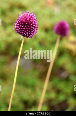 Primo piano della testa dei fiori dell'allio ciathophorum farreri. Foto Stock