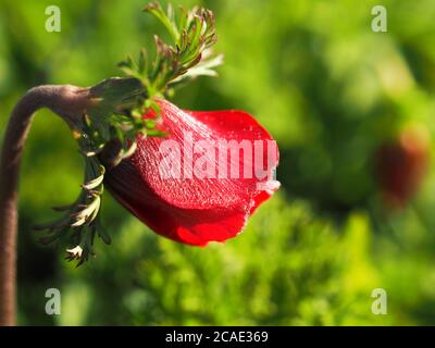 Bellissimo gemma di anemone rosso su sfondo verde sfocato. Foto Stock