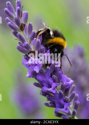 Coda bianca, bumblebee, Bombus lucorum su Lavanda, Lavandula, Devon, UK, luglio Foto Stock