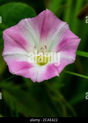 Convolvulus arvensis, campo bindweed, Cornovaglia, Regno Unito, luglio Foto Stock