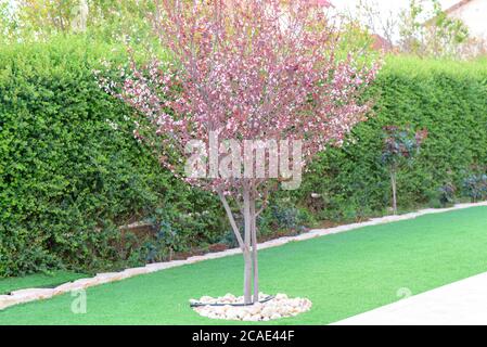 Estate Garden.Flowering albero-prugna, cespugli e erba di fronte alla casa, cortile anteriore. Progettazione paesaggistica. Foto Stock
