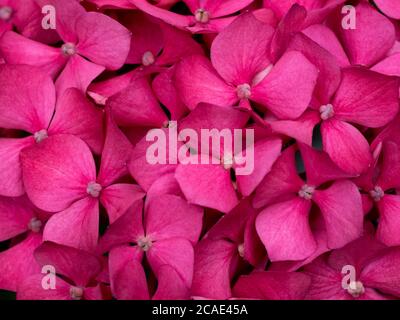 Primo piano di un rosa Hydrangea macrophylla fiori, Devon, Regno Unito, luglio Foto Stock