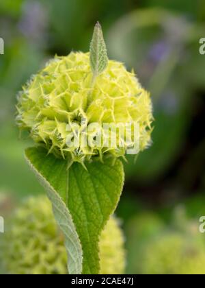 Fiore verde giallo, Devon, Regno Unito, luglio Foto Stock