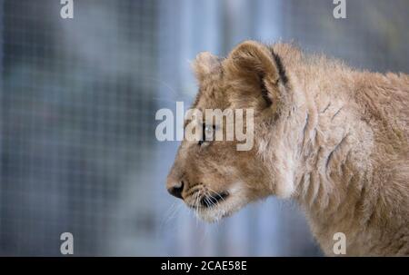 Il giovane leone di Berbero guarda maestoso sfondo scuro., la foto migliore. Foto Stock