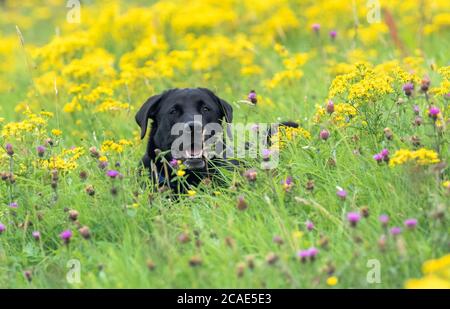 Un retriever labrador nero sdraiato in un campo di fiori selvatici, prevalentemente trifoglio rosso e ragwort. Foto Stock