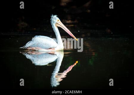 Marrone Pelican Pelicanus occidentalis scuotere l'acqua dalle piume con ali di flapping, gocce d'acqua scintillante, la foto migliore. Foto Stock