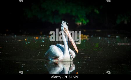 Marrone Pelican Pelicanus occidentalis scuotere l'acqua dalle piume con ali di flapping, gocce d'acqua scintillante, la foto migliore. Foto Stock