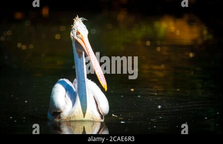 Marrone Pelican Pelicanus occidentalis scuotere l'acqua dalle piume con ali di flapping, gocce d'acqua scintillante, la foto migliore. Foto Stock