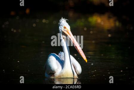 Marrone Pelican Pelicanus occidentalis scuotere l'acqua dalle piume con ali di flapping, gocce d'acqua scintillante, la foto migliore. Foto Stock