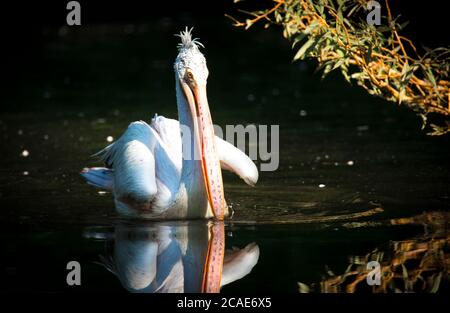 Marrone Pelican Pelicanus occidentalis scuotere l'acqua dalle piume con ali di flapping, gocce d'acqua scintillante, la foto migliore. Foto Stock