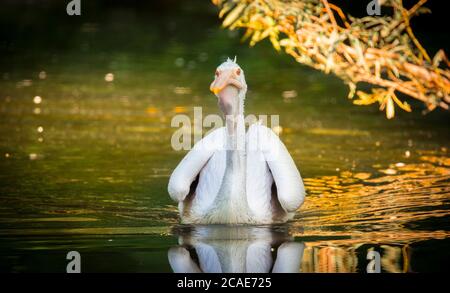 Marrone Pelican Pelicanus occidentalis scuotere l'acqua dalle piume con ali di flapping, gocce d'acqua scintillante, la foto migliore. Foto Stock