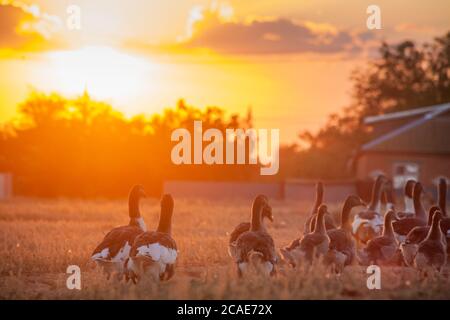 Paesaggio rurale. Oche bianche domestiche sono a piedi. Oca farm.Home oca. Oche in allevamento di pollame. Un gregge di oche bianche nazionali cammina lungo la sabbia contro una recinzione di legno. Foto Stock