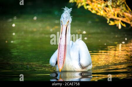 Marrone Pelican Pelicanus occidentalis scuotere l'acqua dalle piume con ali di flapping, gocce d'acqua scintillante, la foto migliore. Foto Stock