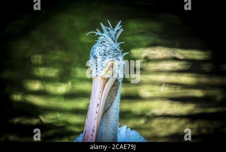 Marrone Pelican Pelicanus occidentalis scuotere l'acqua dalle piume con ali di flapping, gocce d'acqua scintillante, la foto migliore. Foto Stock