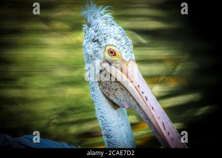 Marrone Pelican Pelicanus occidentalis scuotere l'acqua dalle piume con ali di flapping, gocce d'acqua scintillante, la foto migliore. Foto Stock