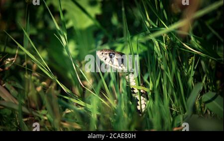 Il serpente d'erba Natrix natrix, serpente si nasconde in erba ed è sulla caccia, la foto migliore. Foto Stock