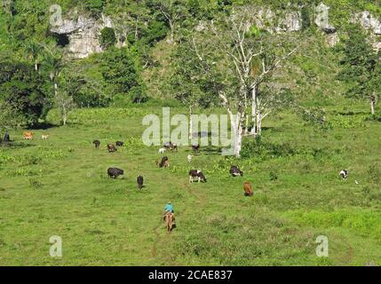 Allevamento illegale di bestiame nel Parco Nazionale, lussureggiante depressione nel paesaggio carsico Los Haitises NP, Repubblica Dominicana 2014 gennaio Foto Stock