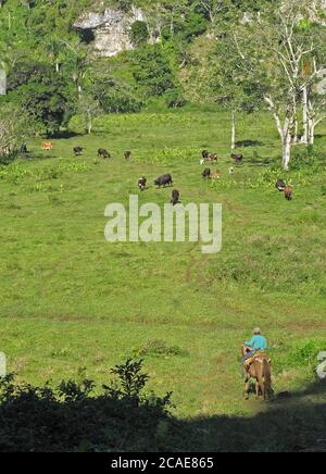 Allevamento illegale di bestiame nel Parco Nazionale, lussureggiante depressione nel paesaggio carsico Los Haitises NP, Repubblica Dominicana 2014 gennaio Foto Stock