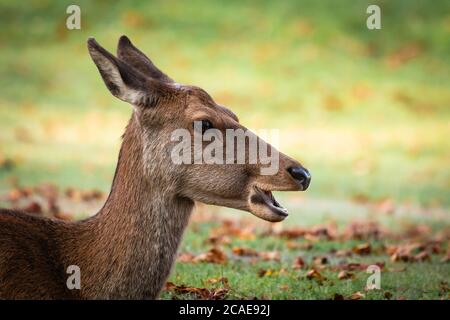Un capriolo rosso (Cervus elaphus) che si rilassa nel giorno. Questa donna è stata trovata a Bushy Park a Londra Foto Stock