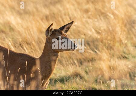 Cervi rossi femminili (Cervus elaphus) guardando i dintorni mentre mangiano Foto Stock