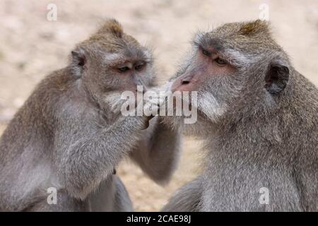 Toelettatura Crab-eating macachi Macaca fascicularis Foto Stock