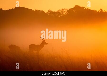 Un giovane cervo rosso maschio (Cervus elaphus) guarda l'alba dell'autunno Foto Stock