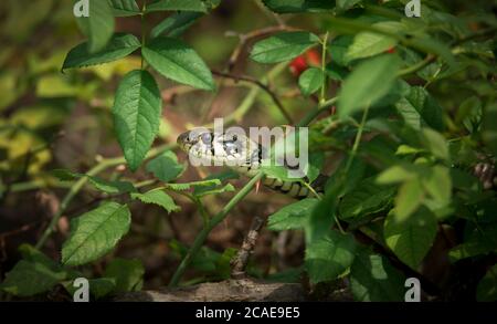 Il serpente d'erba Natrix natrix, serpente si nasconde in erba ed è sulla caccia, la foto migliore. Foto Stock