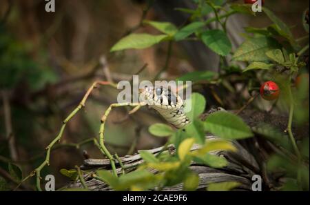 Il serpente d'erba Natrix natrix, serpente si nasconde in erba ed è sulla caccia, la foto migliore. Foto Stock