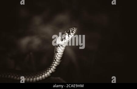 Il serpente d'erba Natrix natrix, serpente si nasconde in erba ed è sulla caccia, la foto migliore. Foto Stock