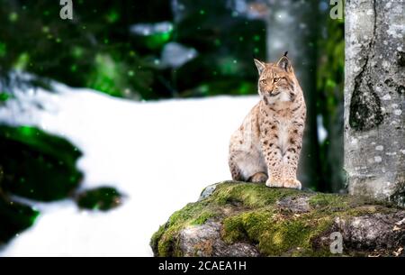 Lynx guarda con occhi predatori dal rifugio, nascondendosi nei boschi dietro un albero mentre cammina, si sdraia e si guarda, si siede su una roccia e si guarda. Foto Stock