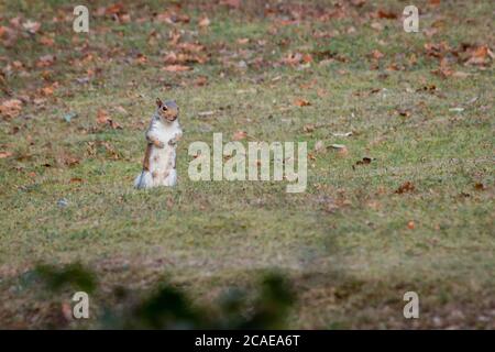 Lo scoiattolo grigio (Sciurus carolinensis) si alza per guardare i suoi dintorni nella foglia d'autunno erba striata in Suffolk Foto Stock