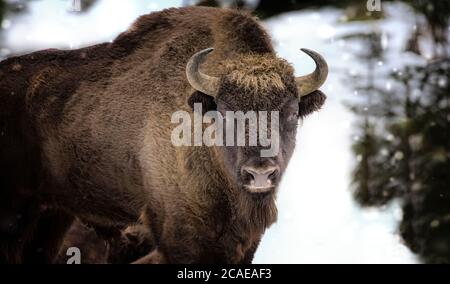 Grande filo marrone nella foresta invernale. Bisonte bruno selvatico europeo Bison bonasus in inverno. Europei in habitat naturale. La foto migliore. Bayeri Foto Stock