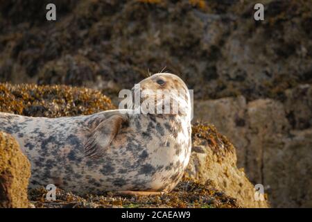 La foca grigia femmina (Helichoerus grypus) giace sulle rocce ricoperte di marea in attesa che la marea si sollevi di nuovo Foto Stock