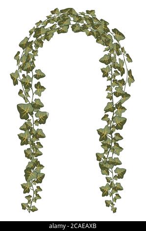Rami decorativi di illustrazione di pianta di edera su sfondo bianco. Illustrazione Vettoriale