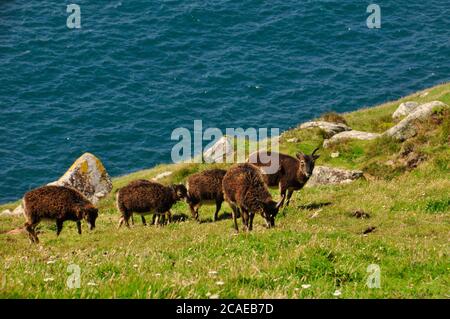 Soay pecore pascolo sulle ripide pendii sopra le alte scogliere della costa occidentale di Lundy isola nel canale di Bristol.Lundy è al largo della costa nord di Foto Stock