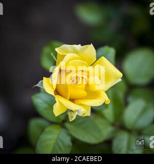 Messa a fuoco selettiva di una bella rosa gialla - perfetto per sfondo Foto Stock