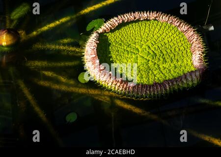 Giovane foglia di Amazzonia Water Lily, Royal Water Lily, Giant Water Lily o Amazon Water-Platter (Victoria amazonica) Foto Stock