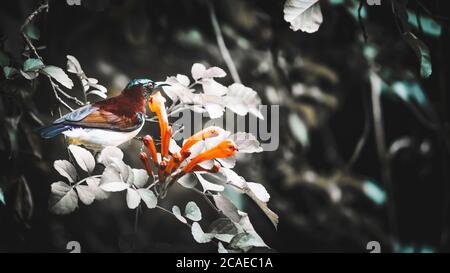 Porpora Ramped girasole con fiori primo piano fotografia Foto Stock