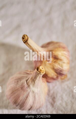 Aglio. Due intere teste di aglio crudo da una fattoria nella contea di Lancaster, Pennsylvania, Stati Uniti Foto Stock
